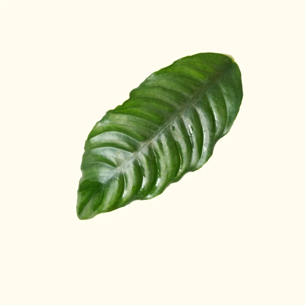 Anubias Coffeefolia - Nestor' Aquariums & Pets