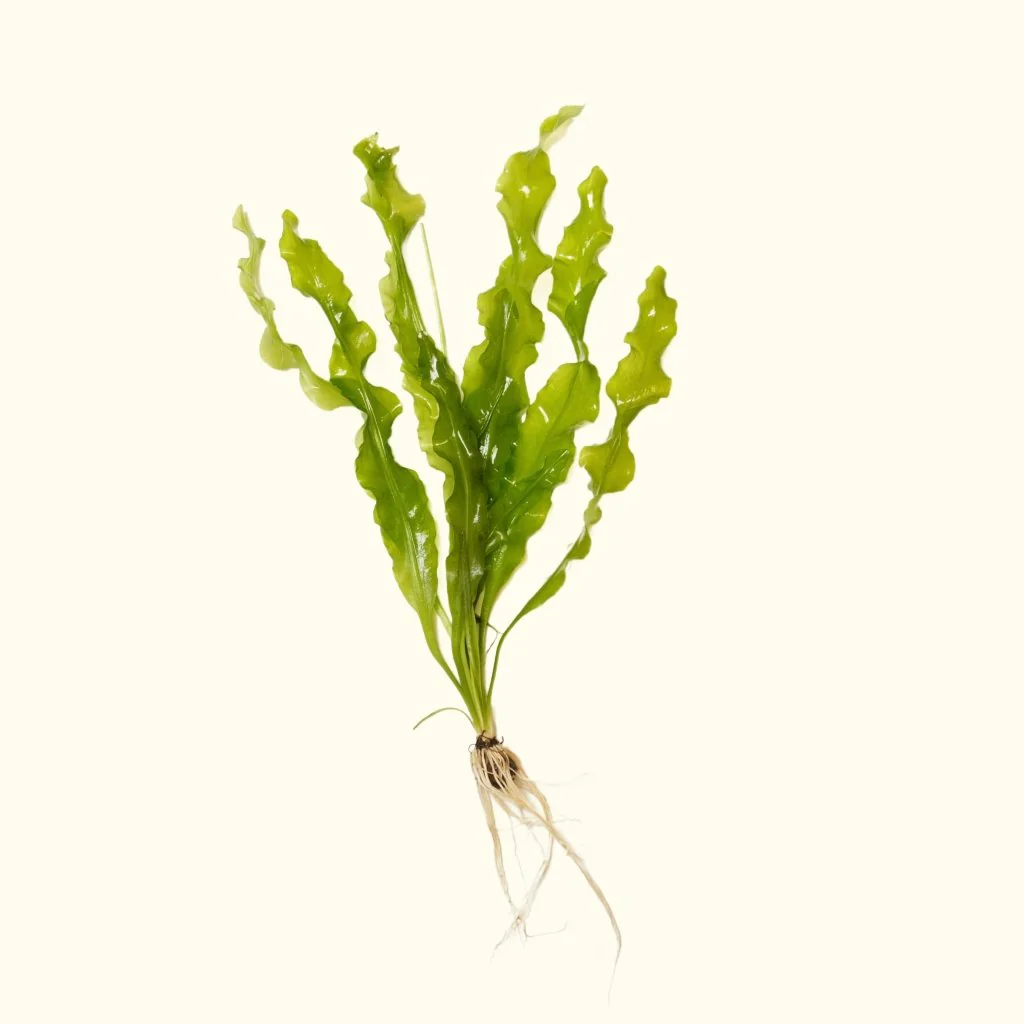 Aponogeton Ulvaceus - Nestor' Aquariums & Pets