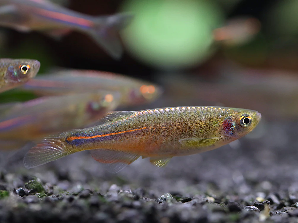 Pearl Danio (Danio albolineatus) – Tank Bred - Nestor' Aquariums & Pets