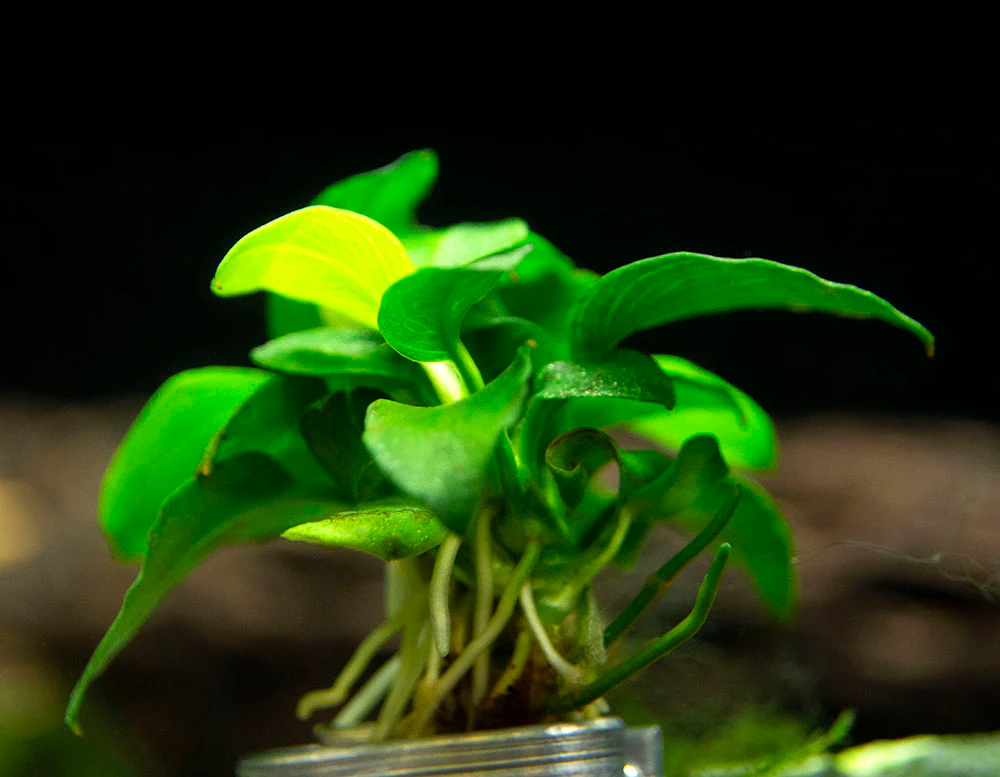 Petite Anubias Nana (Anubias barteri var. “Petite Nana”), Bare Root - Nestor' Aquariums & Pets