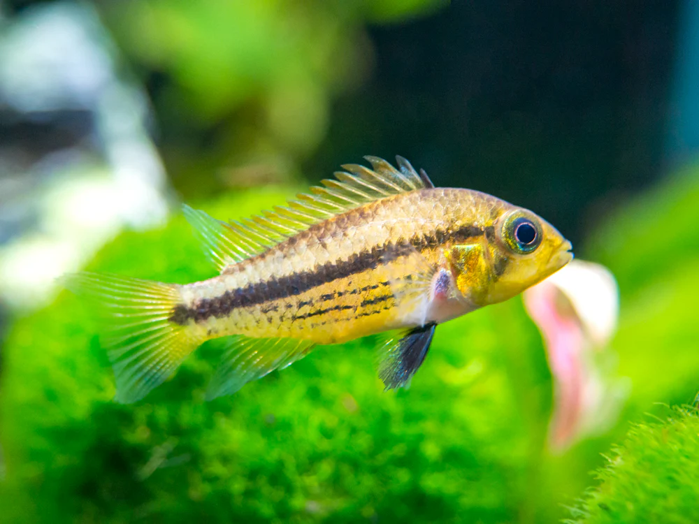 Triple Red Cockatoo Dwarf Cichlid (Apistogramma cacatuoides), Tank-Bred - Nestor' Aquariums & Pets