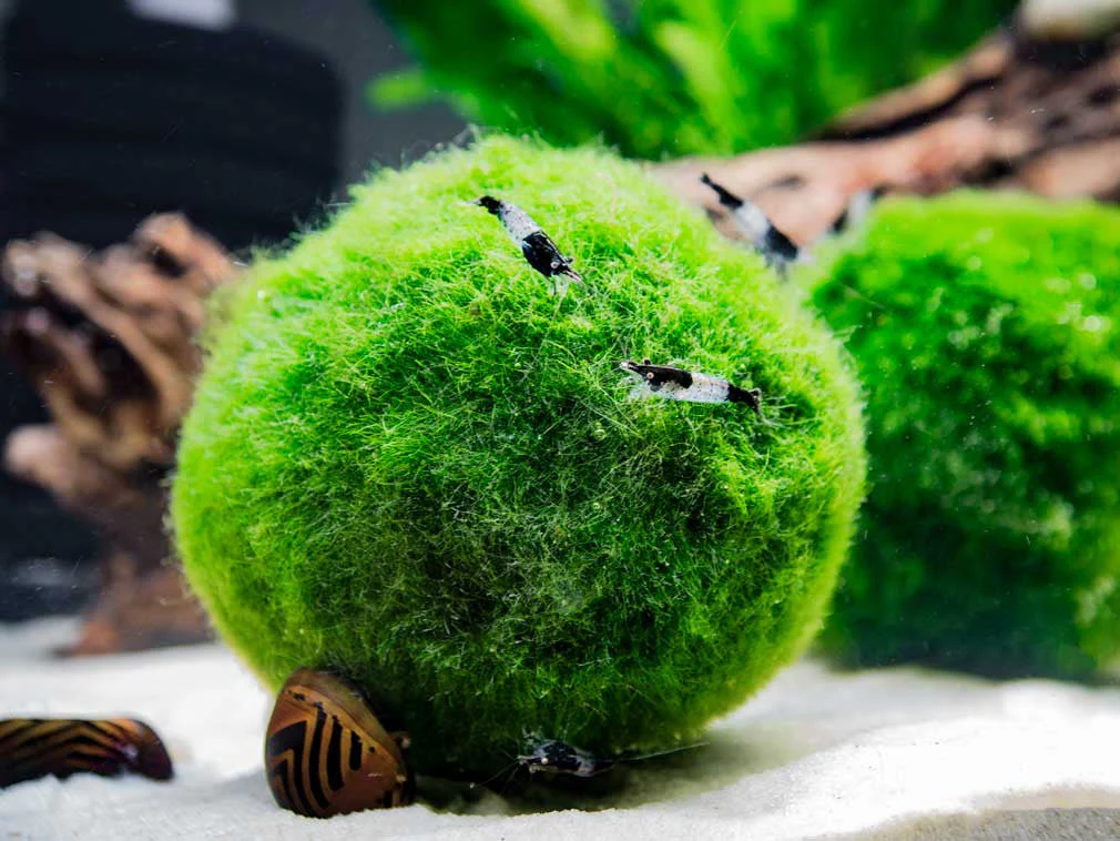 Carbon Rili Shrimp (Neocaridina davidi), Tank-Bred - Nestor' Aquariums & Pets