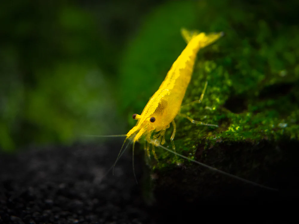 Golden Back Yellow Shrimp Breeder Combo Box - Nestor' Aquariums & Pets