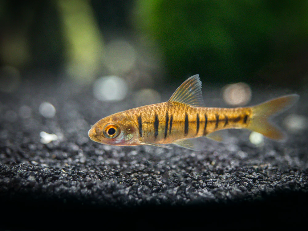 African Banded Barb (Barbus fasciolatus) - Tank-Bred - Nestor' Aquariums & Pets