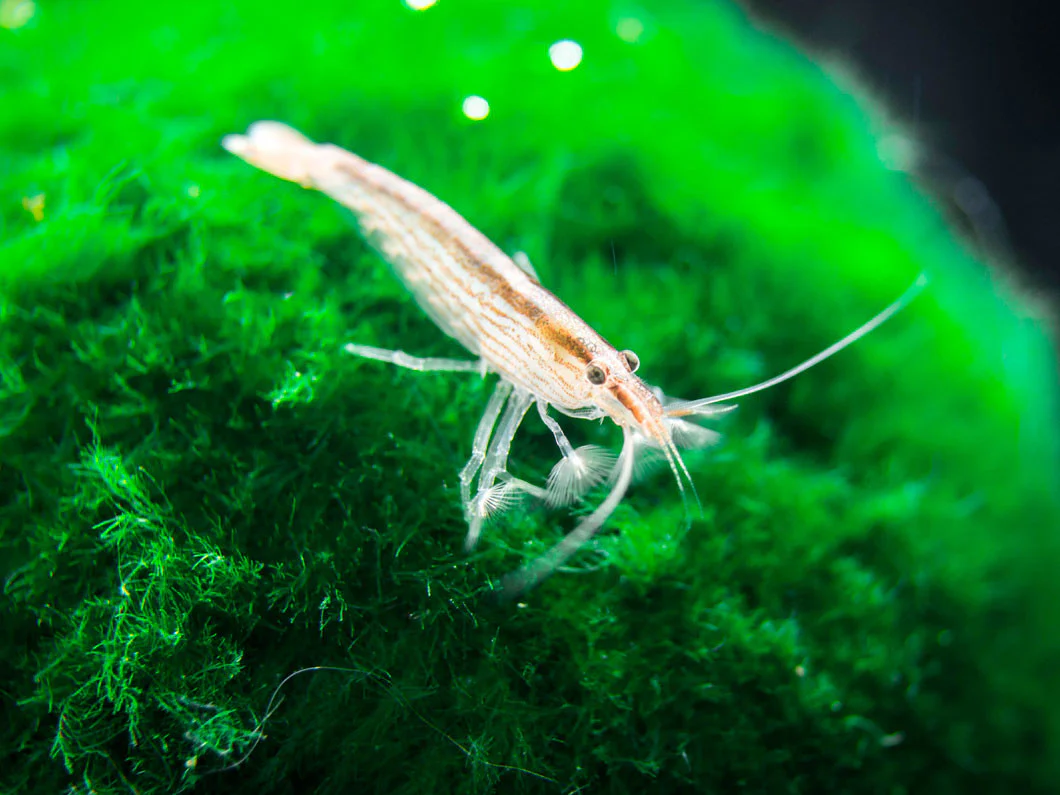 SMALL Bamboo Shrimp (Atyopsis spinipes) aka Singapore Flower Shrimp - Nestor' Aquariums & Pets