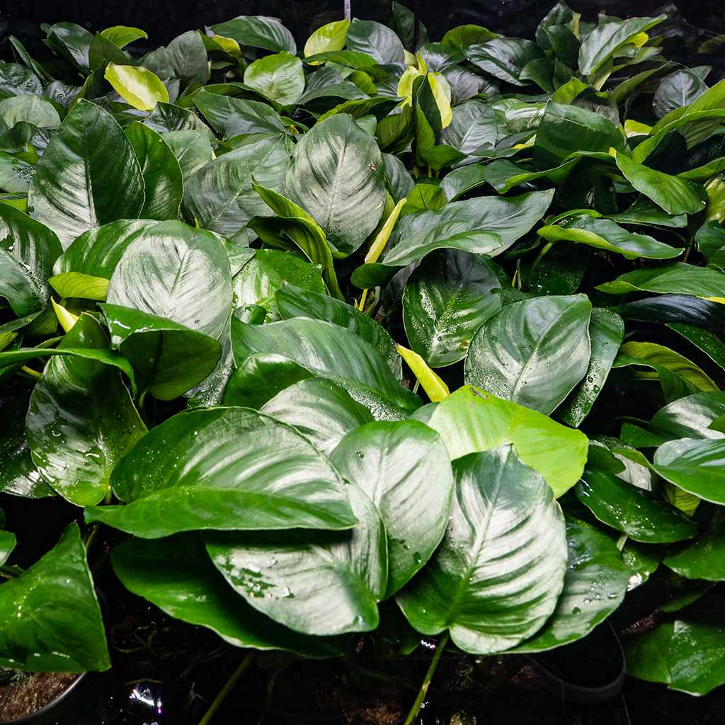 Anubias Barteri - Nestor' Aquariums & Pets