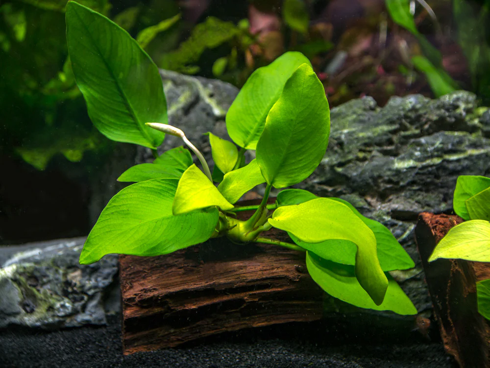 Golden Anubias Nana (Anubias barteri var. “Golden Nana”) on 3+ inch Driftwood - Nestor' Aquariums & Pets