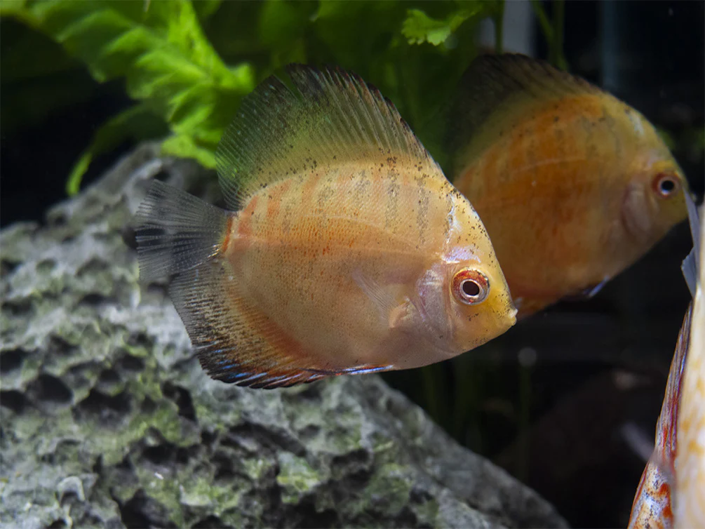 Dealer's Choice Discus (Symphysodon aequifasciatus), Tank-Bred - Nestor' Aquariums & Pets