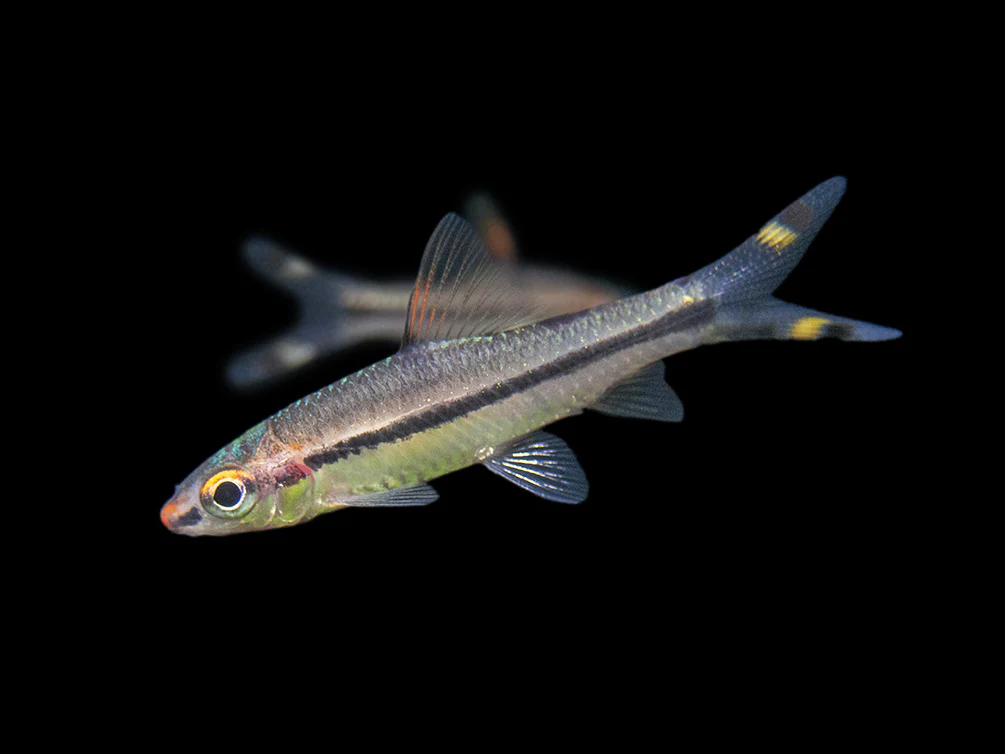 Denison’s Barb (Sahyadria denisonii), Tank-Bred - Nestor' Aquariums & Pets