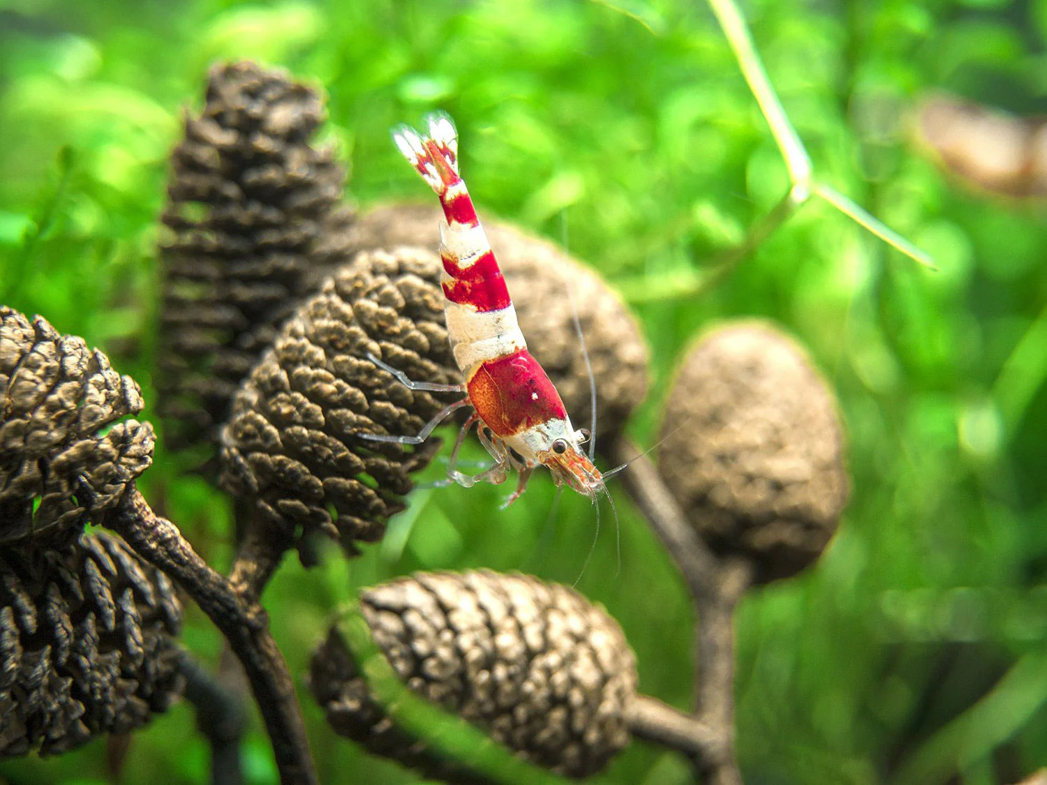 Crystal Shrimp Combo Pack, Tank-Bred - Nestor' Aquariums & Pets