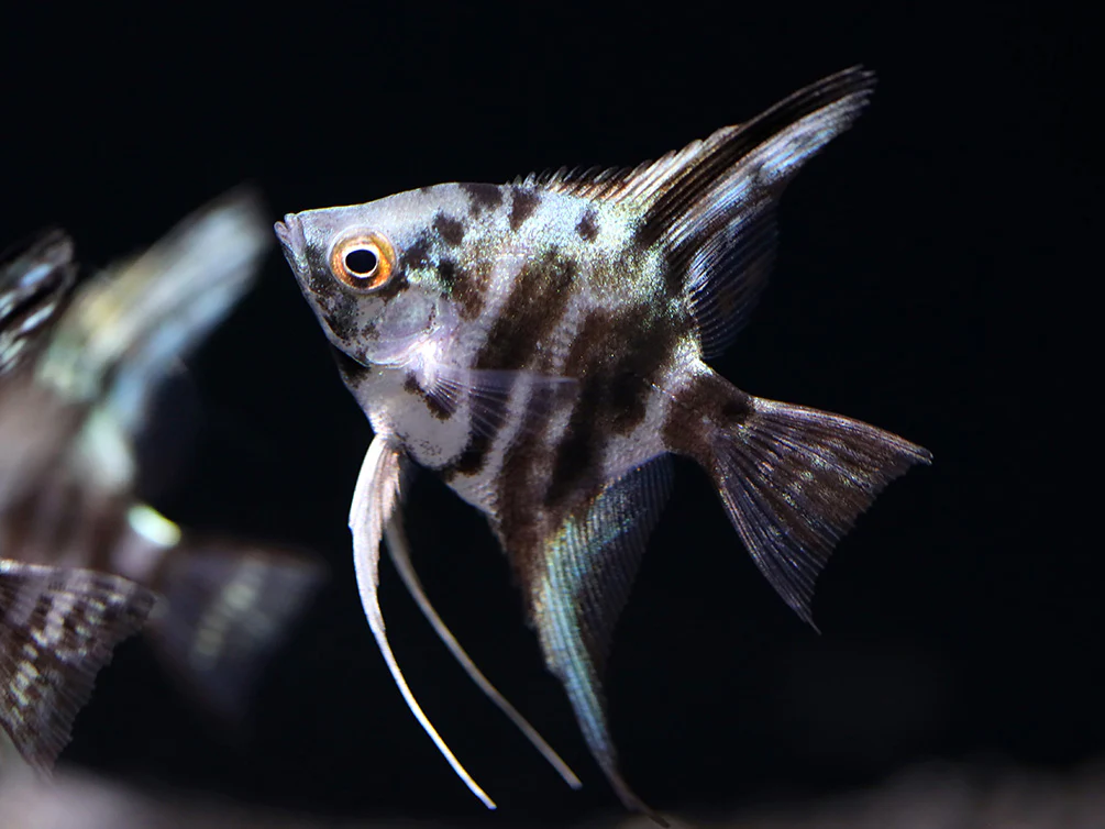 Blue Turquoise Marble Angelfish (Pterophyllum scalare) – Tank Bred - Nestor' Aquariums & Pets