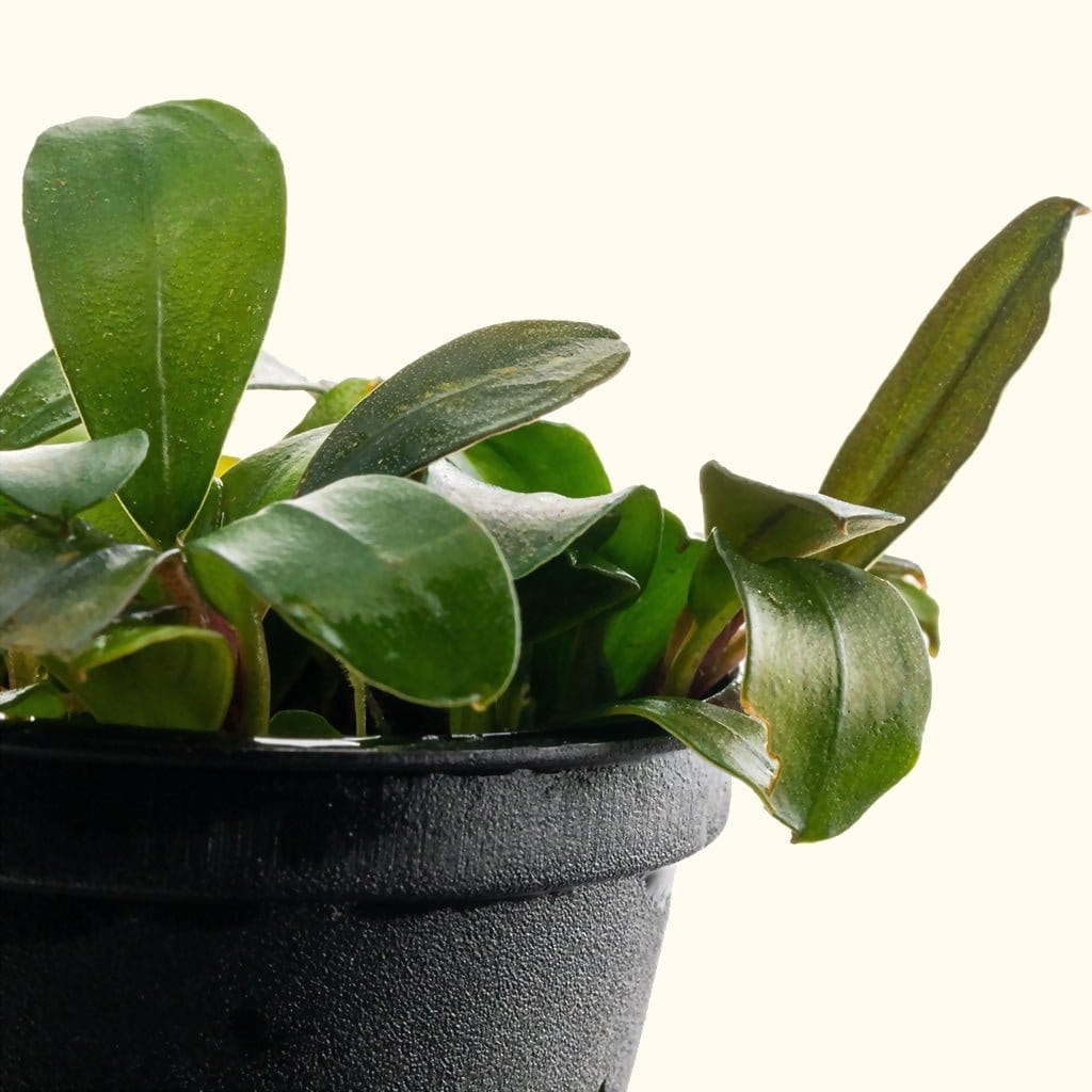 Bucephalandra Black Pearl - Nestor' Aquariums & Pets