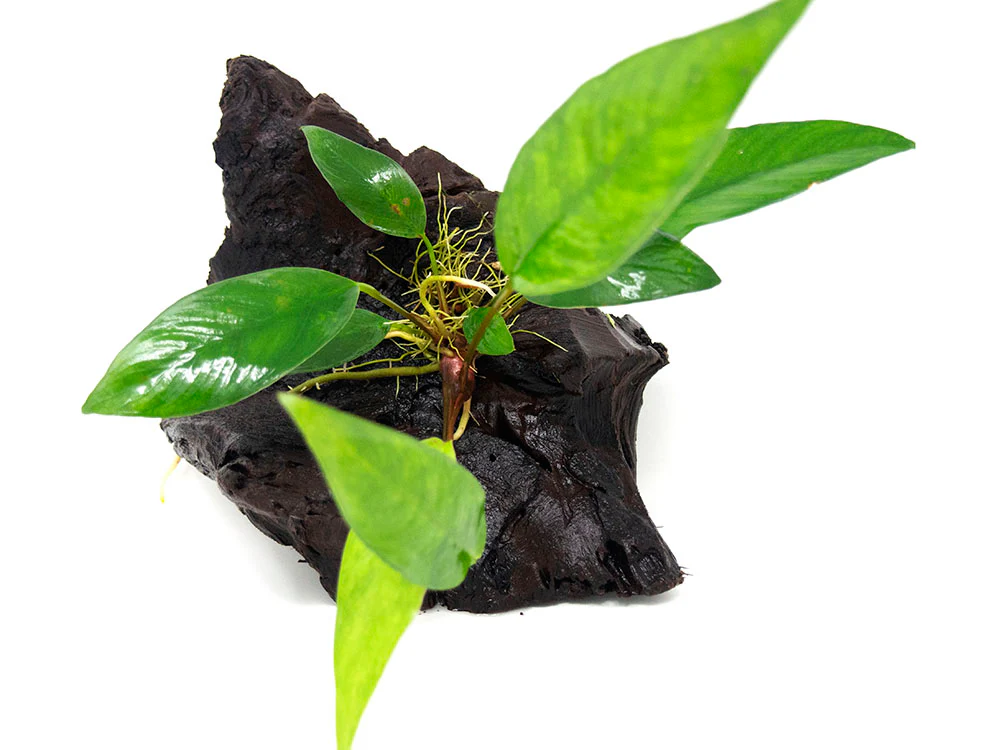 Anubias Frazeri on 6+ inch Driftwood - Nestor' Aquariums & Pets