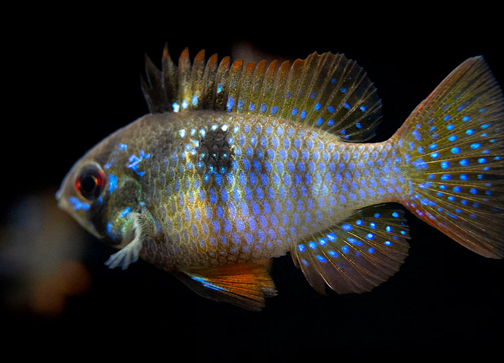 German Black Ram Dwarf Cichlid (Mikrogeophagus ramirezi 