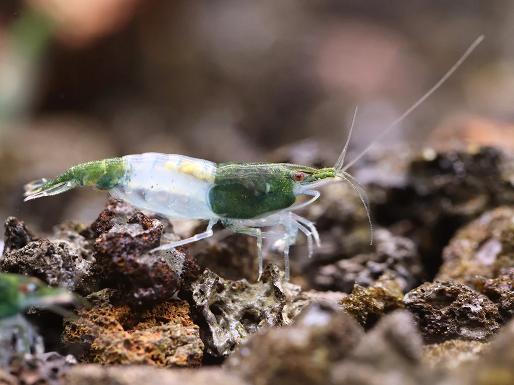 Green Rili Shrimp (Neocaridina davidi) - Tank Bred - Nestor' Aquariums & Pets