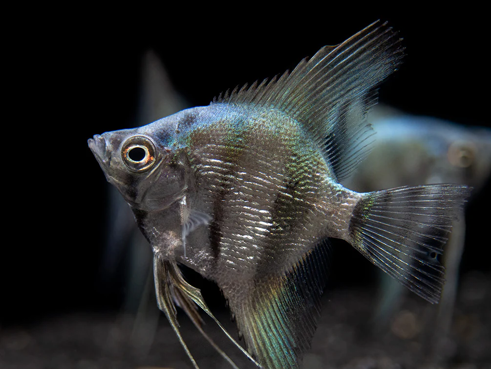 Blue Diamond Angelfish (Pterophyllum scalare) - Tank-Bred! - Nestor' Aquariums & Pets