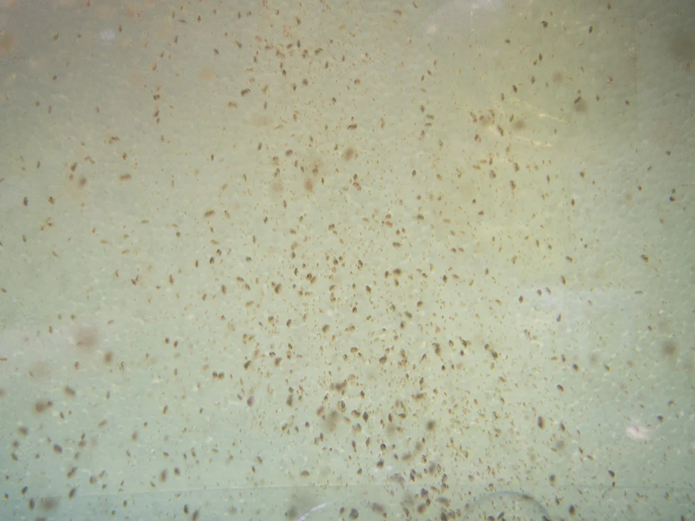 Live Daphnia AKA Water Flea (Daphnia magna) Culture - Aquatic Arts - Nestor' Aquariums & Pets