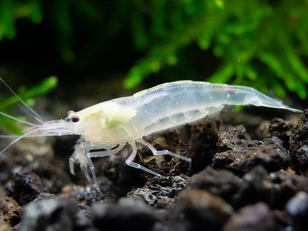 Snow Amano Shrimp (Caridina multidentata 