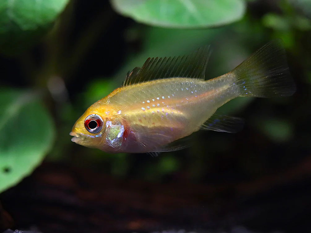 Gold Face Electric Blue Ram Cichlid (Mikrogeophagus ramirezi 