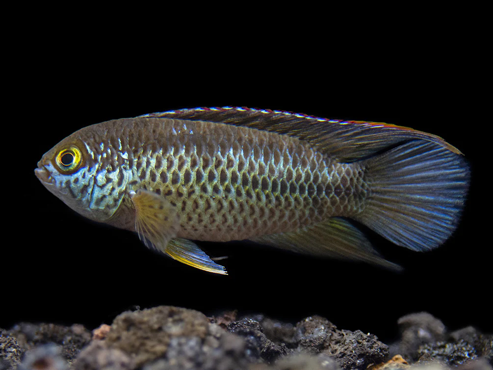 Golden Dwarf Cichlid (Nannacara anomala), - Tank Bred - Nestor' Aquariums & Pets