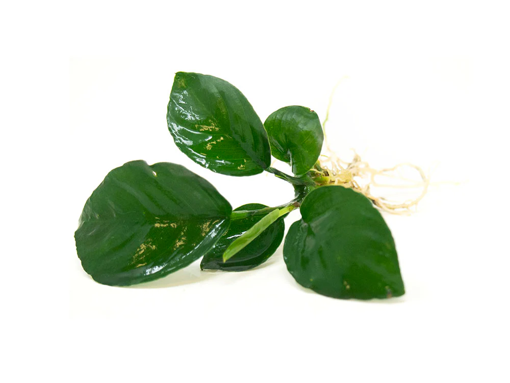 Anubias Beginner Combo Pack - Nestor' Aquariums & Pets
