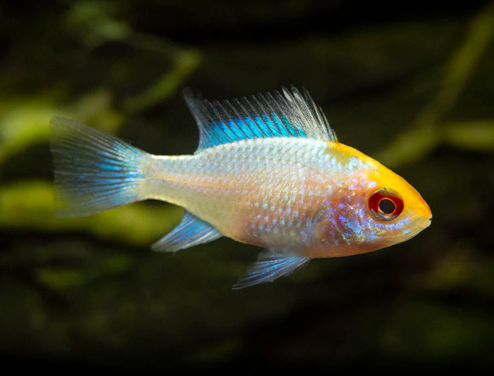 Gold Face Electric Blue Ram Cichlid (Mikrogeophagus ramirezi 