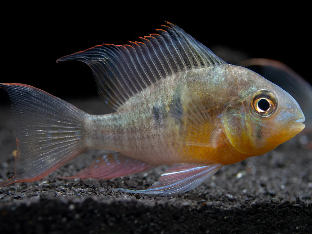 Bolivian Ram Dwarf Cichlid (Mikrogeophagus altispinosus), Tank-Bred - Nestor' Aquariums & Pets