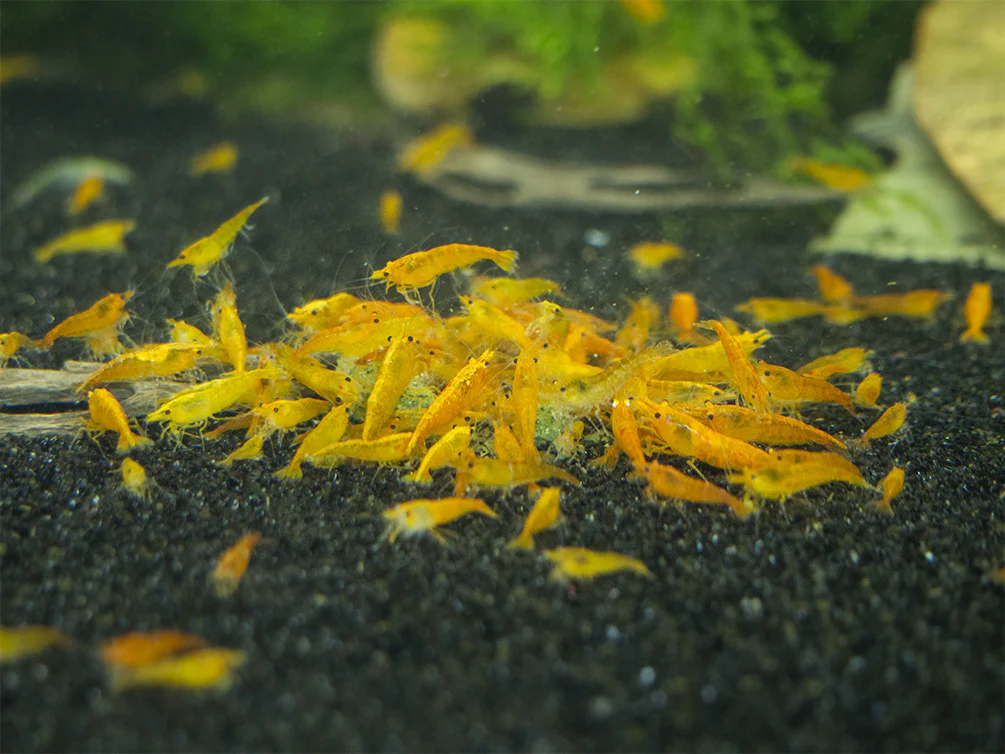 Shrimp Envy - Sample Pack - Nestor' Aquariums & Pets