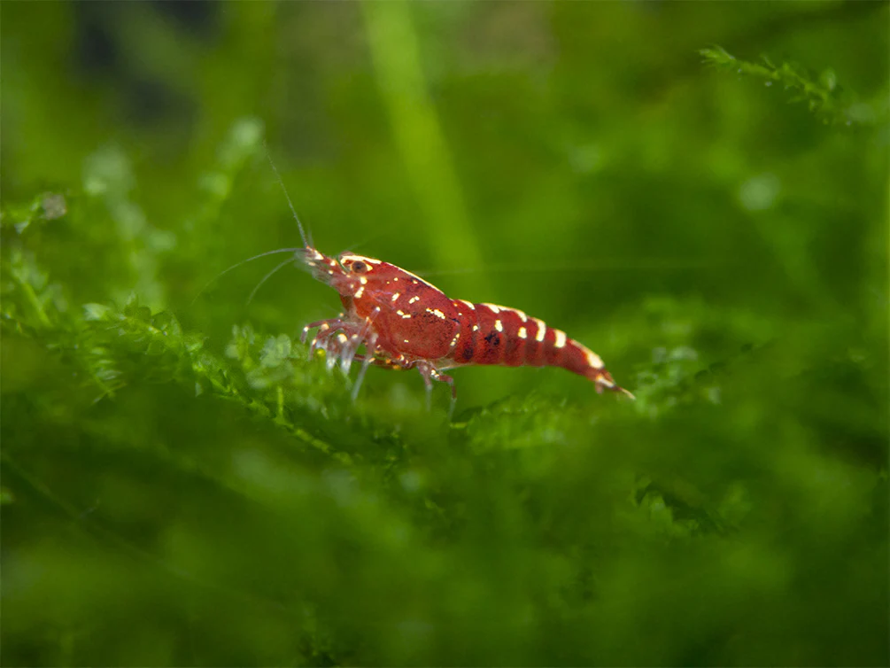 Red Galaxy Pinto Shrimp (Caridina cantonensis, A Grade), Tank-Bred - Nestor' Aquariums & Pets