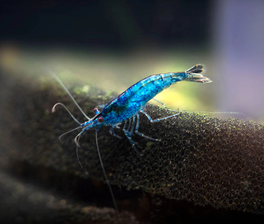 Dream Blue Velvet Shrimp Breeder Combo Box - Nestor' Aquariums & Pets