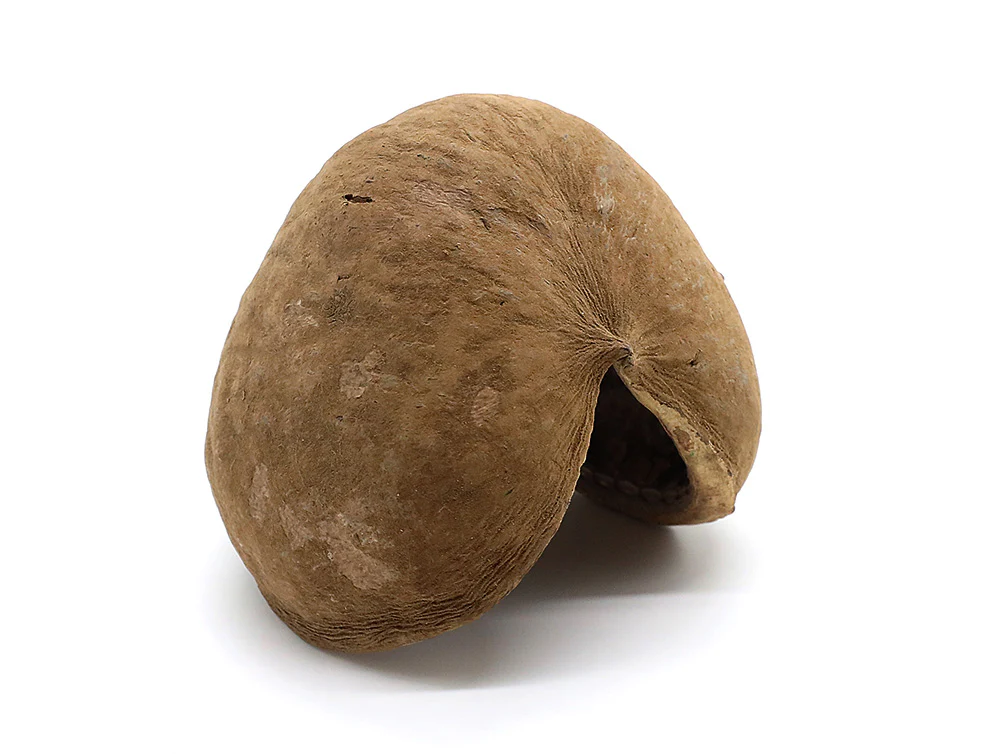 Aquatic Arts Buddha / Nut Pods — Dried Botanicals - Nestor' Aquariums & Pets