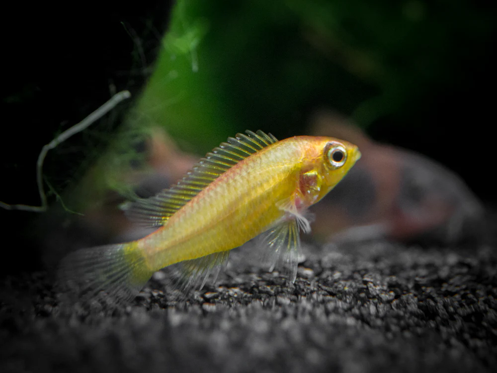 Golden Agassizi's Dwarf Cichlid (Apistogramma cf. agassizii 