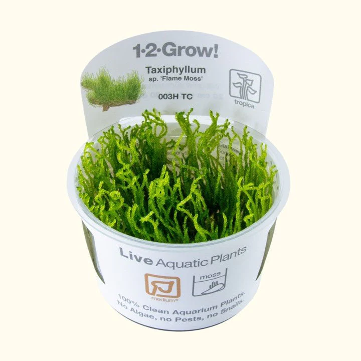 Taxiphyllum sp. ’Flame Moss’ Tissue Culture - Nestor' Aquariums & Pets