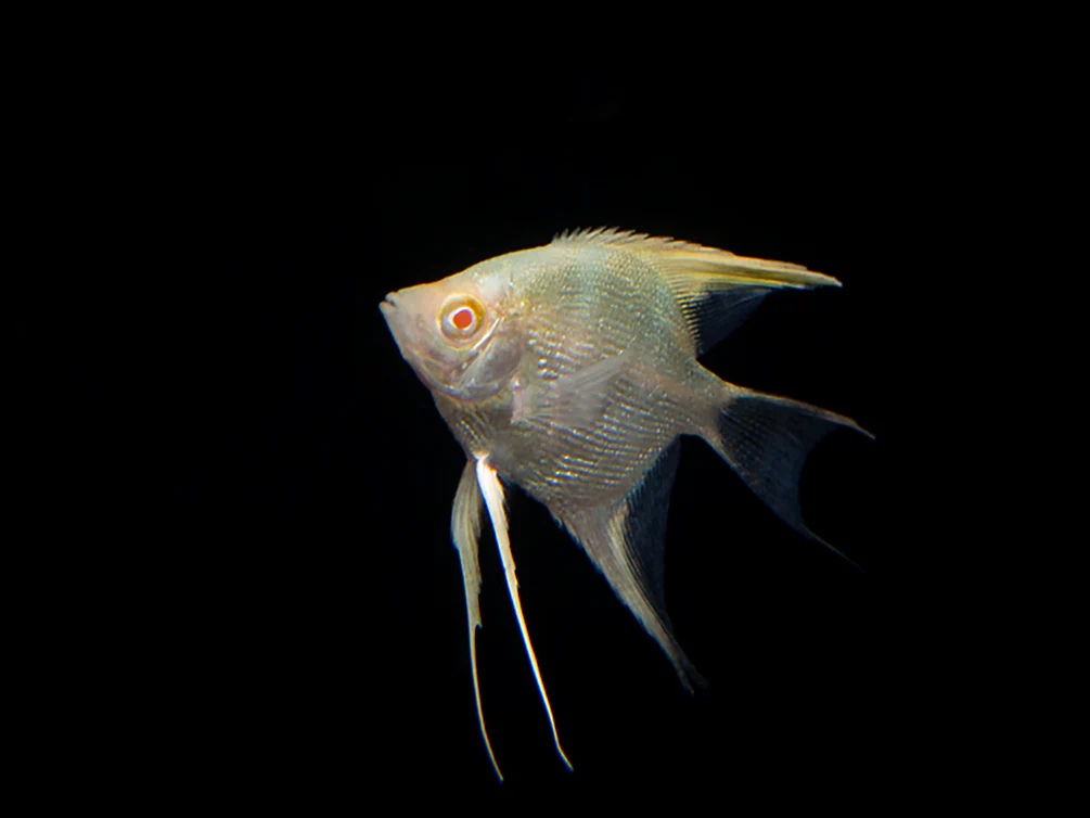 Albino Angelfish (Pterophyllum scalare), Tank Bred - Nestor' Aquariums & Pets