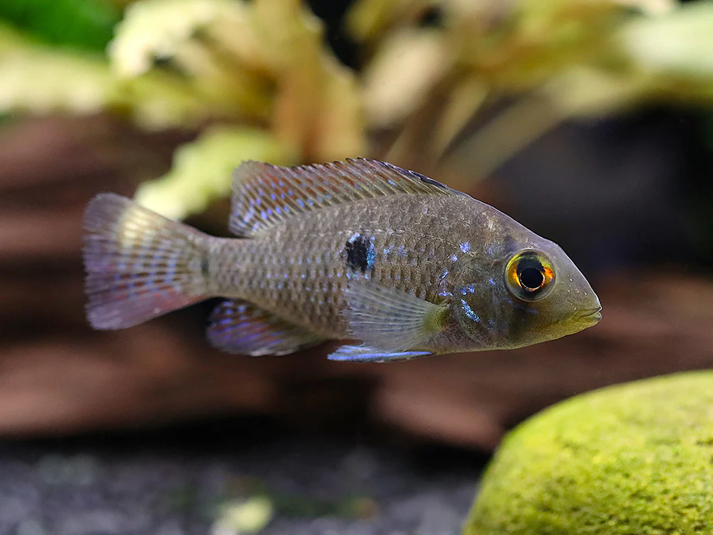Pearl Cichlid (Geophagus brasiliensis) – Tank Bred - Nestor' Aquariums & Pets