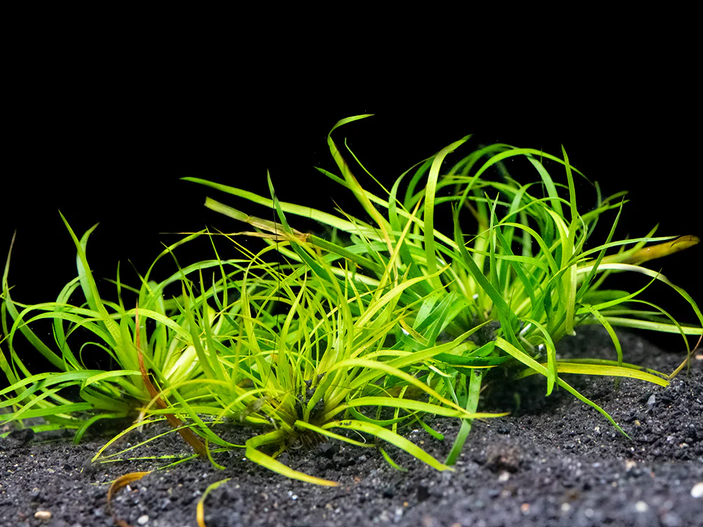 Anubias sp. - Nestor' Aquariums & Pets