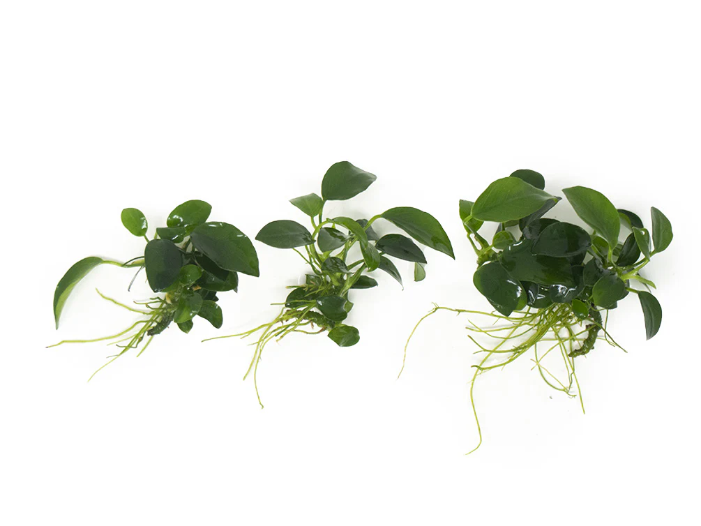 Petite Anubias Nana (Anubias barteri var. “Petite Nana”), Bare Root - Nestor' Aquariums & Pets