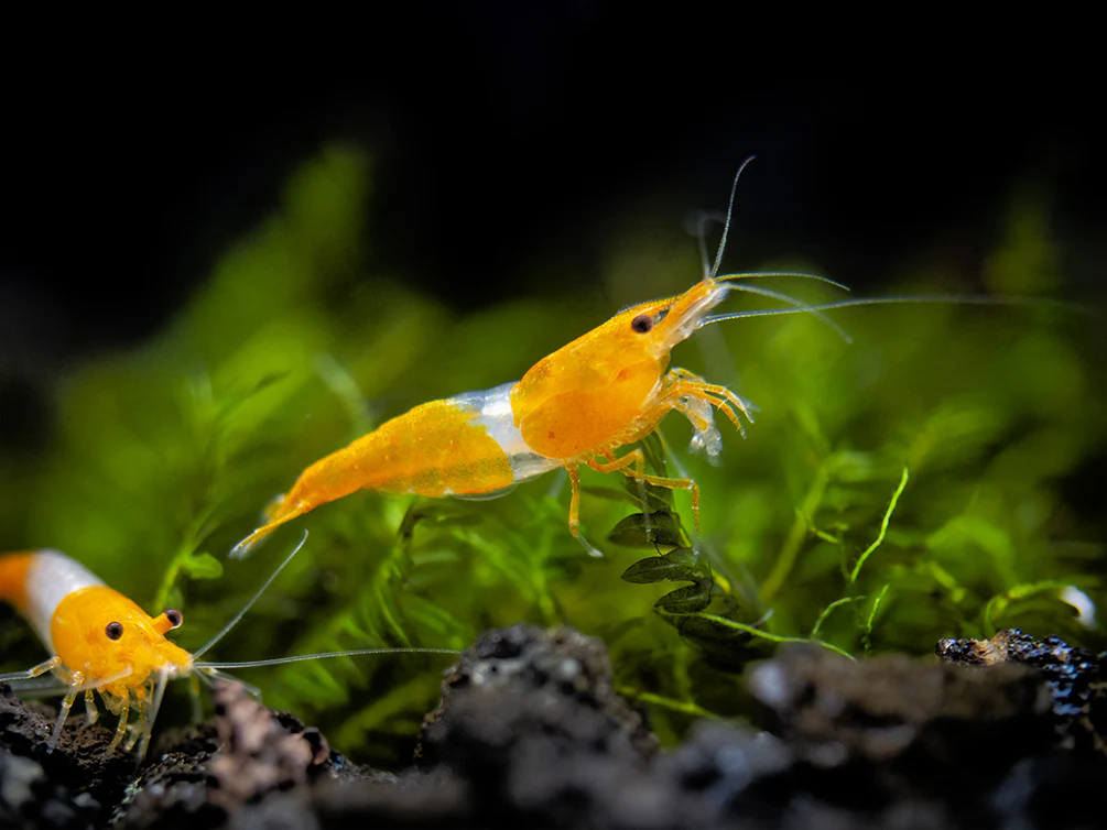 Orange Rili Shrimp Breeder Combo Box - Nestor' Aquariums & Pets