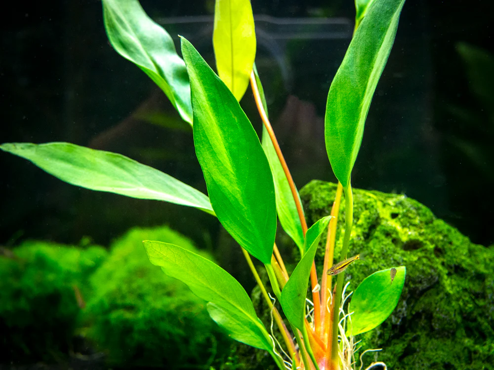Anubias Frazeri (Anubias barteri x A. heterophylla), bare root - Nestor' Aquariums & Pets