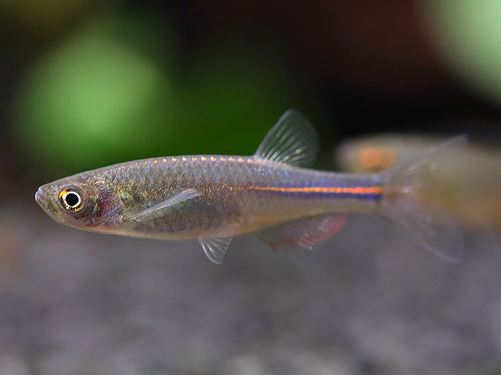 Pearl Danio (Danio albolineatus) – Tank Bred - Nestor' Aquariums & Pets