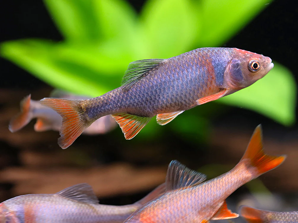Red Shiner (Cyprinella lutrensis), Tank-Bred! - Nestor' Aquariums & Pets