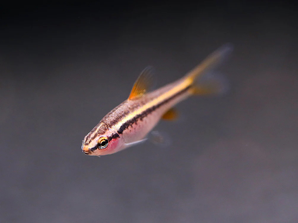 Longfin Cherry Barb (Puntius titteya) – Tank-Bred - Nestor' Aquariums & Pets