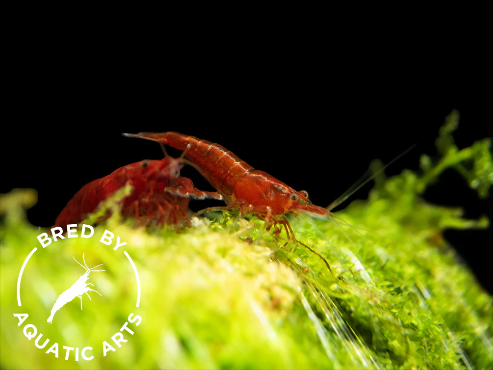 Bloody Mary Shrimp (Neocaridina davidi), BREDBY: Aquatic Arts - Nestor' Aquariums & Pets