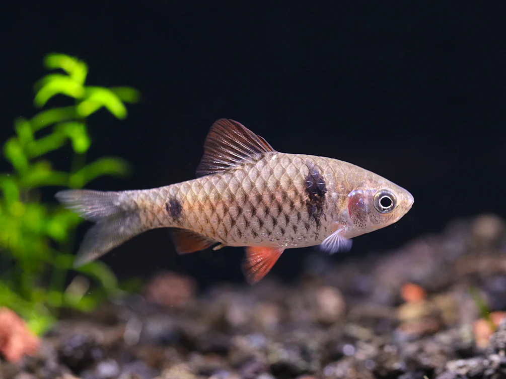 Odessa Barb (Pethia padamya) - Tank-Bred - Nestor' Aquariums & Pets
