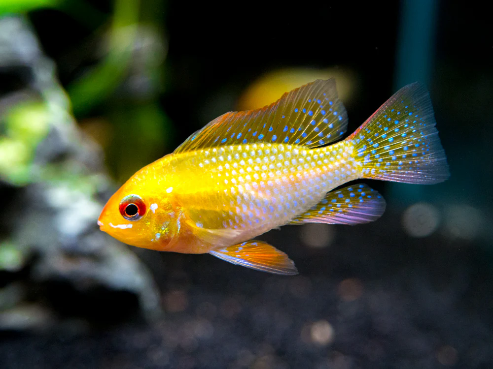 German Gold Ram Dwarf Cichlid (Mikrogeophagus ramirezi var. 