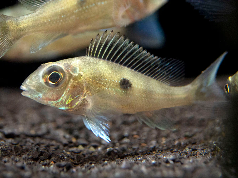 Sven's Eartheater Cichlid (Geophagus sveni), Tank-Bred! - Nestor' Aquariums & Pets