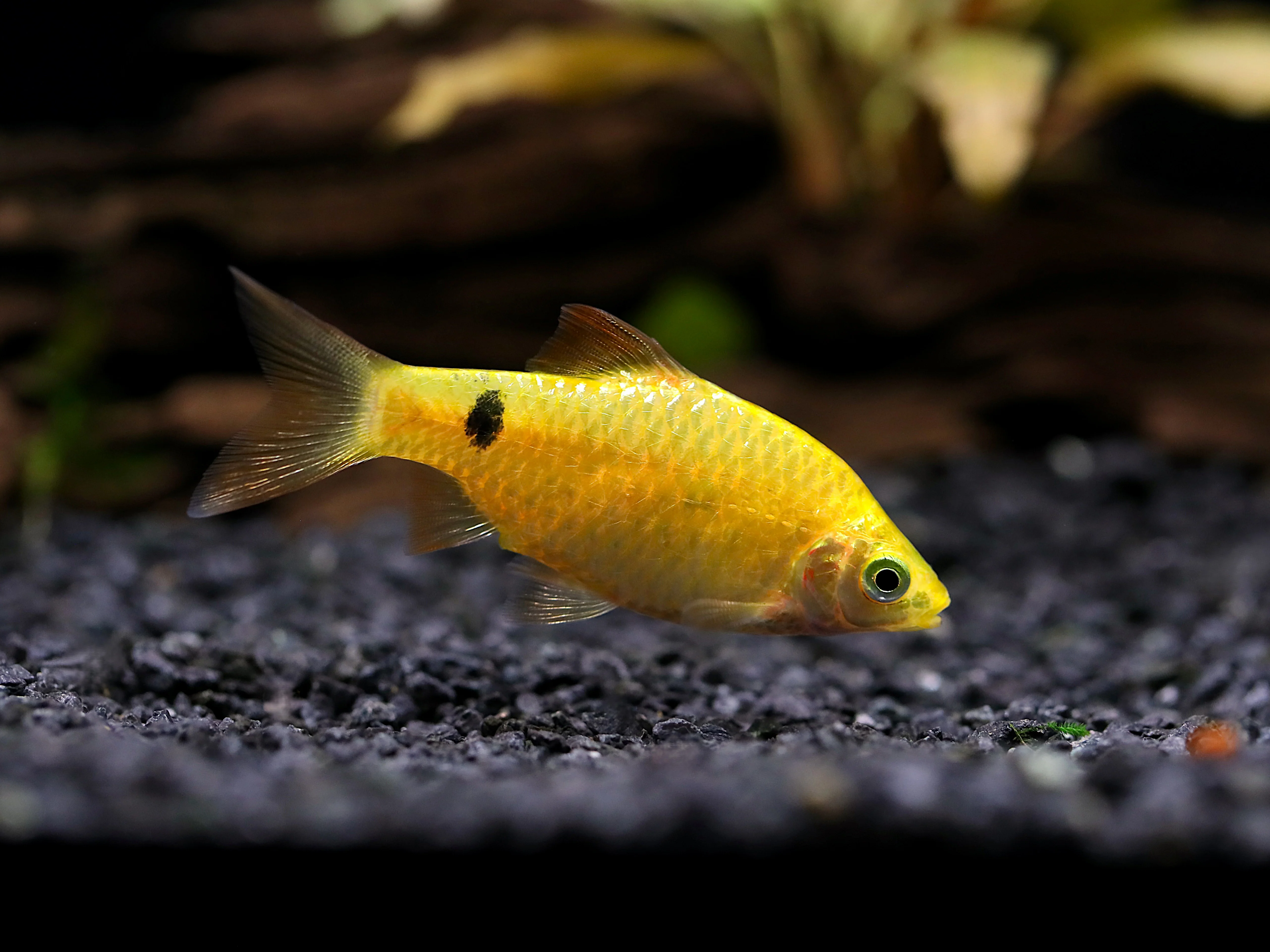 Rosy Barb (Puntius conchonius) – Tank Bred - Nestor' Aquariums & Pets