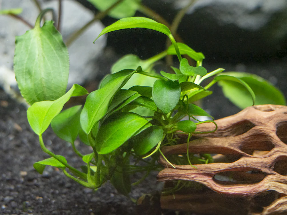 Petite Anubias Nana (Anubias barteri var. “Petite Nana”), Bare Root - Nestor' Aquariums & Pets