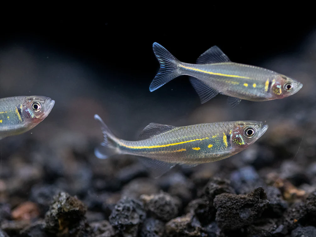 Giant Danio (Devario aequipinnatus), Tank-Bred! - Nestor' Aquariums & Pets