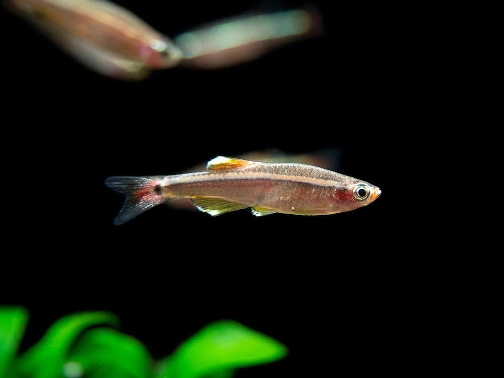 White Cloud Mountain Minnow (Tanichthys albonubes), Tank-Bred - Nestor' Aquariums & Pets